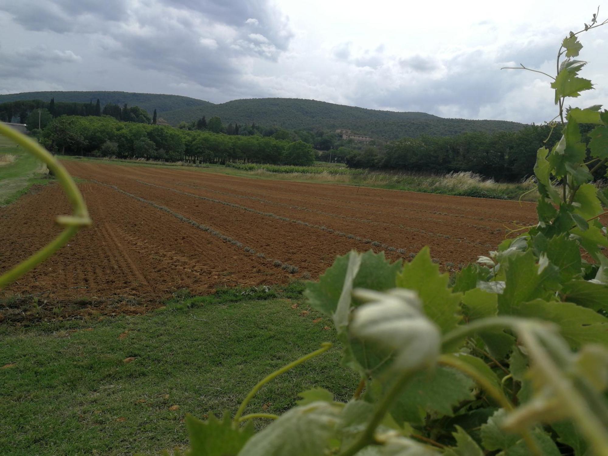 Claudia Vacanza Toscana - Appartamento Melograno -10 Min Da Siena 索维奇勒 客房 照片