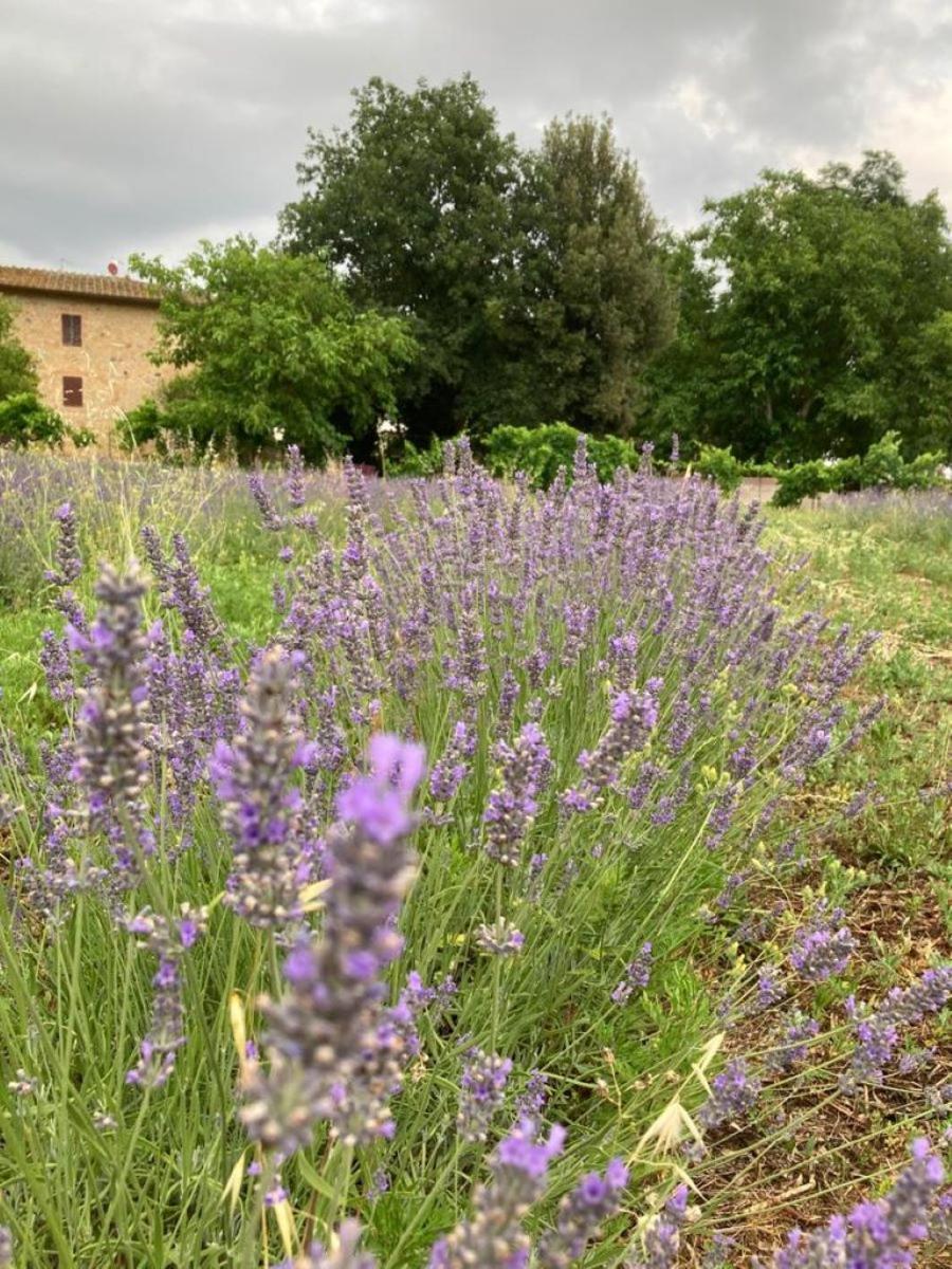 Claudia Vacanza Toscana - Appartamento Melograno -10 Min Da Siena 索维奇勒 外观 照片
